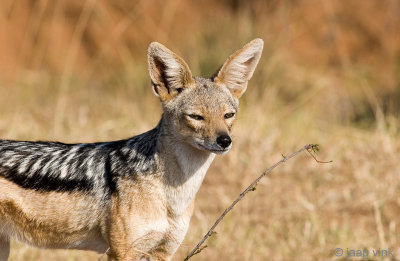 Black-backed Jackal - Zadeldekjakhals - Canis mesomelas