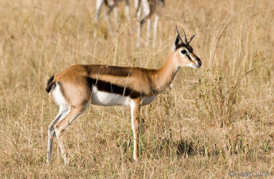 Thomson's Gazelle - Thomsongazelle - Eudorcas thomsonii