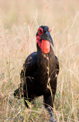 Southern Ground Hornbill -Zuidelijke Hoornraaf -  Bucorvus leadbeateri