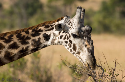 Giraffe - Giraf - Giraffa camelopardalis