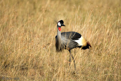 Grey Crowned Crane - Grijze Kroonkraanvogel - Balearica regulorum