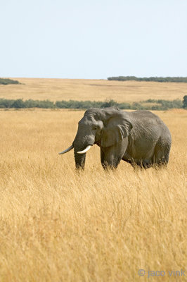 African Elephant - Afrikaanse Olifant - Loxodonta africana