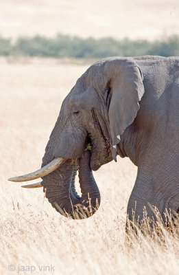 African Elephant - Afrikaanse Olifant - Loxodonta africana