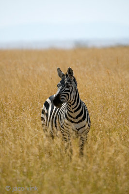 Plains Zebra - Steppezebra -Equus quagga