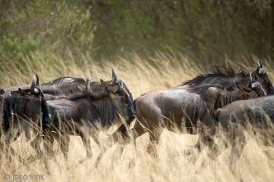 Blue Wildebeest - Blauwe Gnoe - Connochaetes taurinus