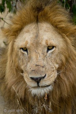 Lion - Leeuw - Panthera leo