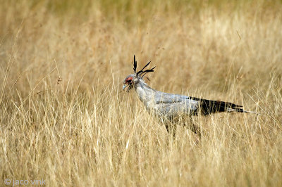 Secretary Bird - Secretarisvogel - Sagittarius serpentarius