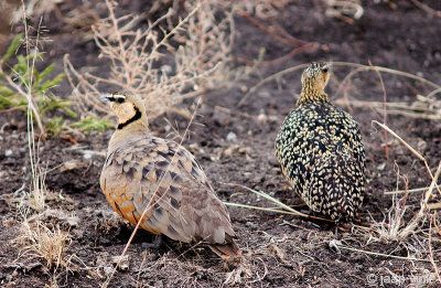 Yellow-throated Sandgrouse - Geelkeelzandhoen - Pterocles gutturalis