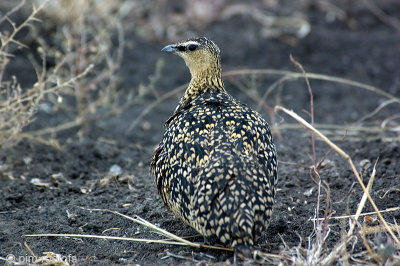 Yellow-throated Sandgrouse - Geelkeelzandhoen - Pterocles gutturalis