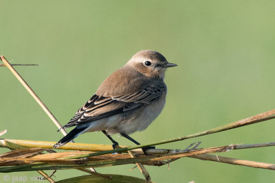 Northern Wheatear - Tapuit - Oenanthe oenanthe