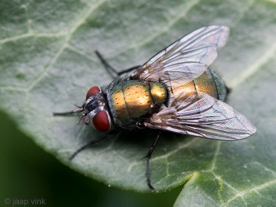 Common Green Bottle Fly - Groene Vleesvlieg - Lucilia sericata