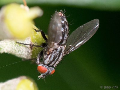 Common Flesh Fly - Grijze Vleesvlieg - Sarcophaga carnaria