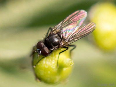 Anthomyiidae - Bloemvlieg spec 