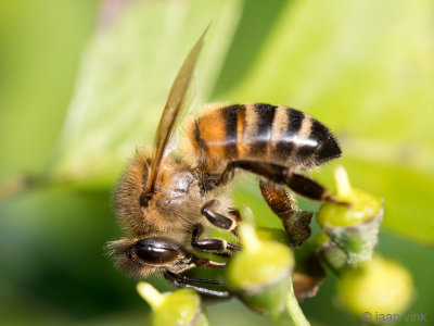 Honey Bee - Honingbij - Apis mellifera