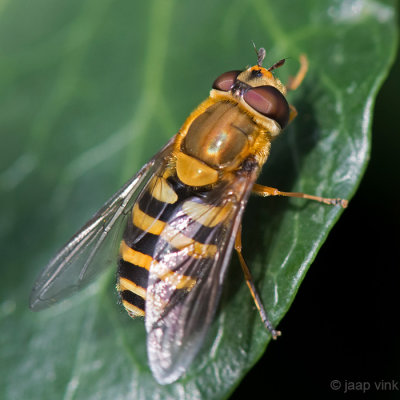 Common Banded Hoverfly - Bessenbandzweefvlieg - Syrphus ribesii