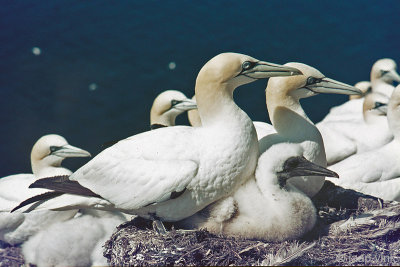 Northern Gannet - Jan van Gent - Morus bassanus