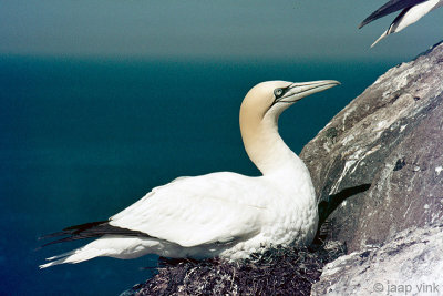 Northern Gannet - Jan van Gent - Morus bassanus