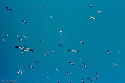 Northern Gannet - Jan van Gent - Morus bassanus