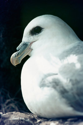 Northern Fulmar - Noordse Stormvogel - Fulmarus glacialis