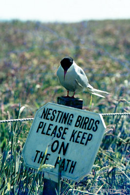 Arctic Tern - Noordse Stern - Sterna paradisaea