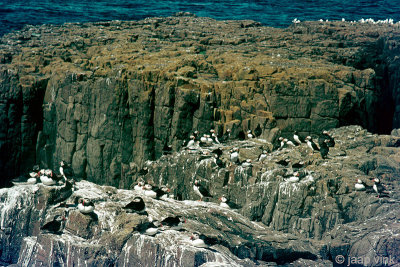 Atlantic Puffin - Papegaaiduiker - Fratercula arctica