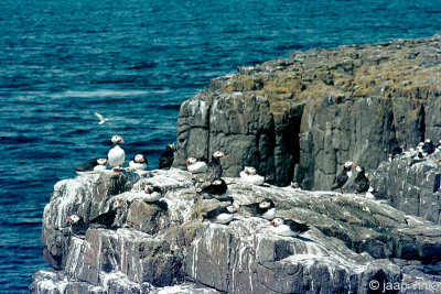 Atlantic Puffin - Papegaaiduiker - Fratercula arctica