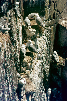 Kittiwake - Drieteenmeeuw - Rissa tridactyla