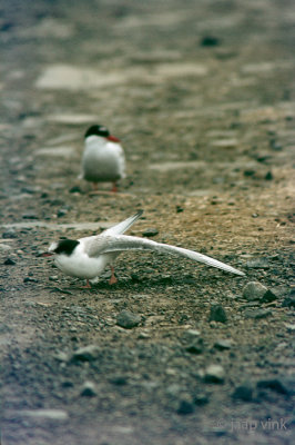 Arctic Tern - Noordse Stern - Sterna paradisaeac