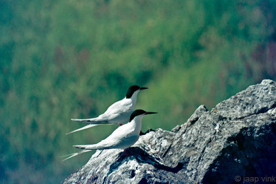 Roseate Tern - Dougalls Stern - Sterna dougallii