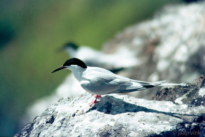 Roseate Tern - Dougalls Stern - Sterna dougallii