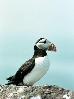 Atlantic Puffin - Papegaaiduiker - Fratercula arctica