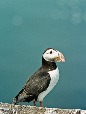 Atlantic Puffin - Papegaaiduiker - Fratercula arctica