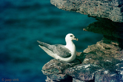 Northern Fulmar - Noordse Stormvogel - Fulmarus glacialis