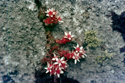 English Stonecrop - Engels Vetkruid - Sedum anglicum