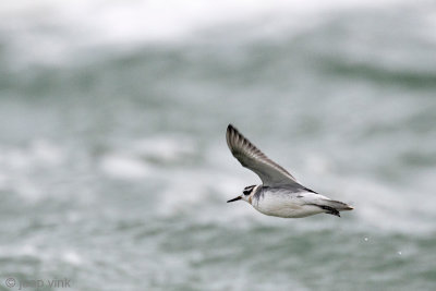 Red Phalarope - Rosse Franjepoot - Phalaropus fulicarius