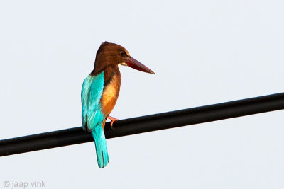 White-throated Kingfisher - Smyrna IJsvogel - Halcyon smyrnensis