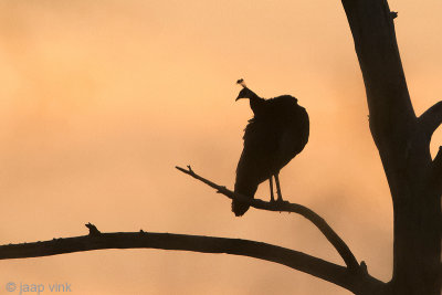 Indian Peafowl - Pauw - Pavo cristatus