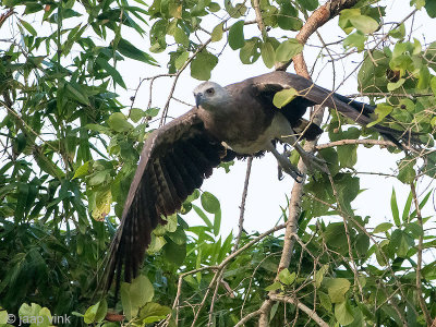 Grey-headed Fish Eagle - Grote Rivierarend - Ichthyophaga ichthyaetus