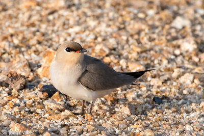 Small Pratincole - Kleine Vorkstaartplevier - Glareola lactea