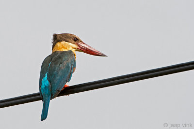 Stork-billed Kingfisher - Ooievaarsbekijsvogel - Pelargopsis capensis