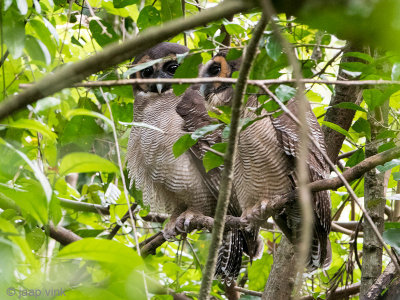 Brown Wood Owl - Bruine Bosuil - Strix leptogrammica