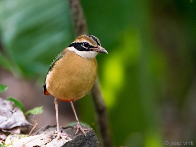 Indian Pitta - Negenkleurige Pitta - Pitta brachyura