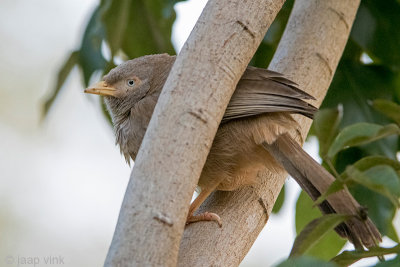 Yellow-billed Babbler - Geelsnavelbabbelaar - Turdoides affinis