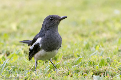 Oriental Magpie Robin - Dayallijster - Copsychus saularis