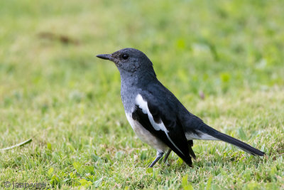 Oriental Magpie Robin - Dayallijster - Copsychus saularis