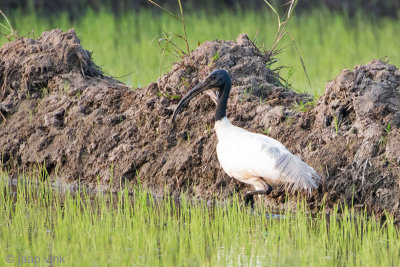 Black-headed Ibis - Indische Witte Ibis - Threskiornis melanocephalus 