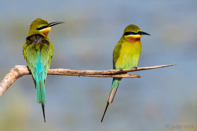 Blue-tailed Bee-eater - Blauwstaartbijeneter - Merops philippinus