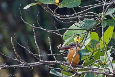 Stork-billed Kingfisher - Ooievaarsbekijsvogel - Pelargopsis capensis