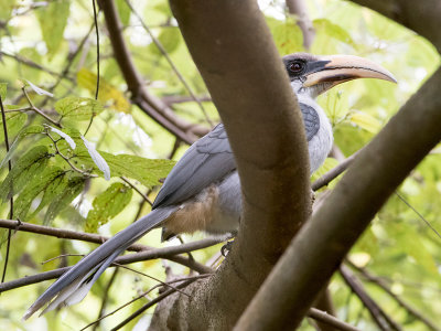 Sri Lanka Grey Hornbill - Ceylonese Tok - Ocyceros gingalensis