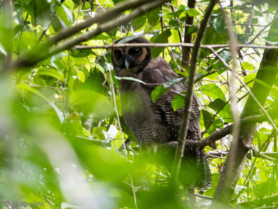 Brown Wood Owl - Bruine Bosuil - Strix leptogrammica